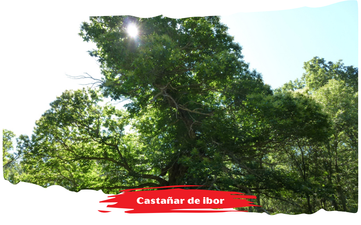Castañar de Ibor