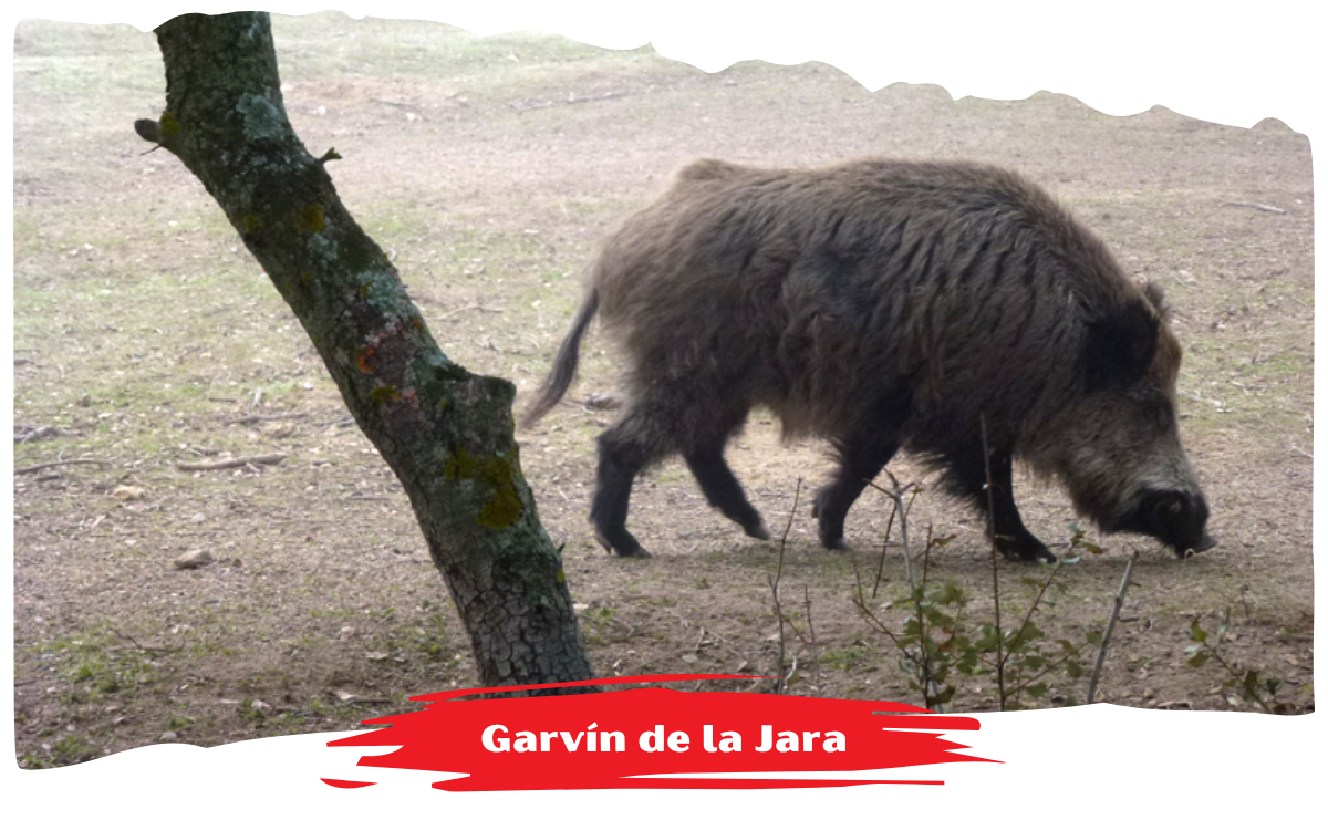 Garvín de la Jara